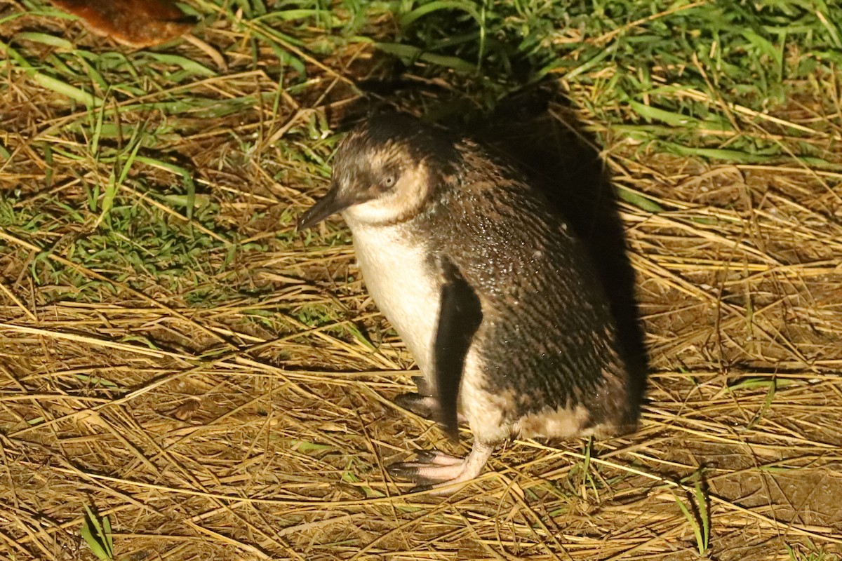 Малый пингвин - ML620024198