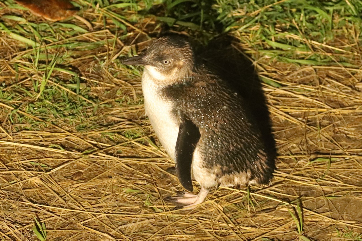 Малый пингвин - ML620024199