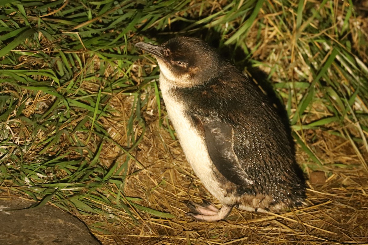 Pingüino Enano - ML620024201