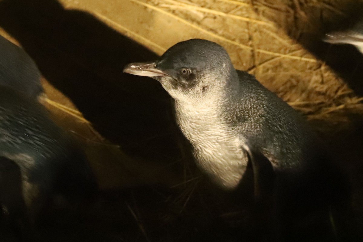 tučňák nejmenší - ML620024202