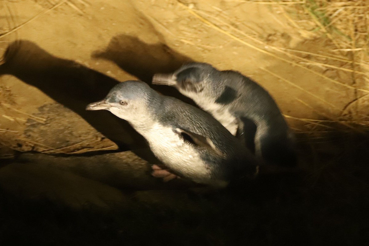 tučňák nejmenší - ML620024203