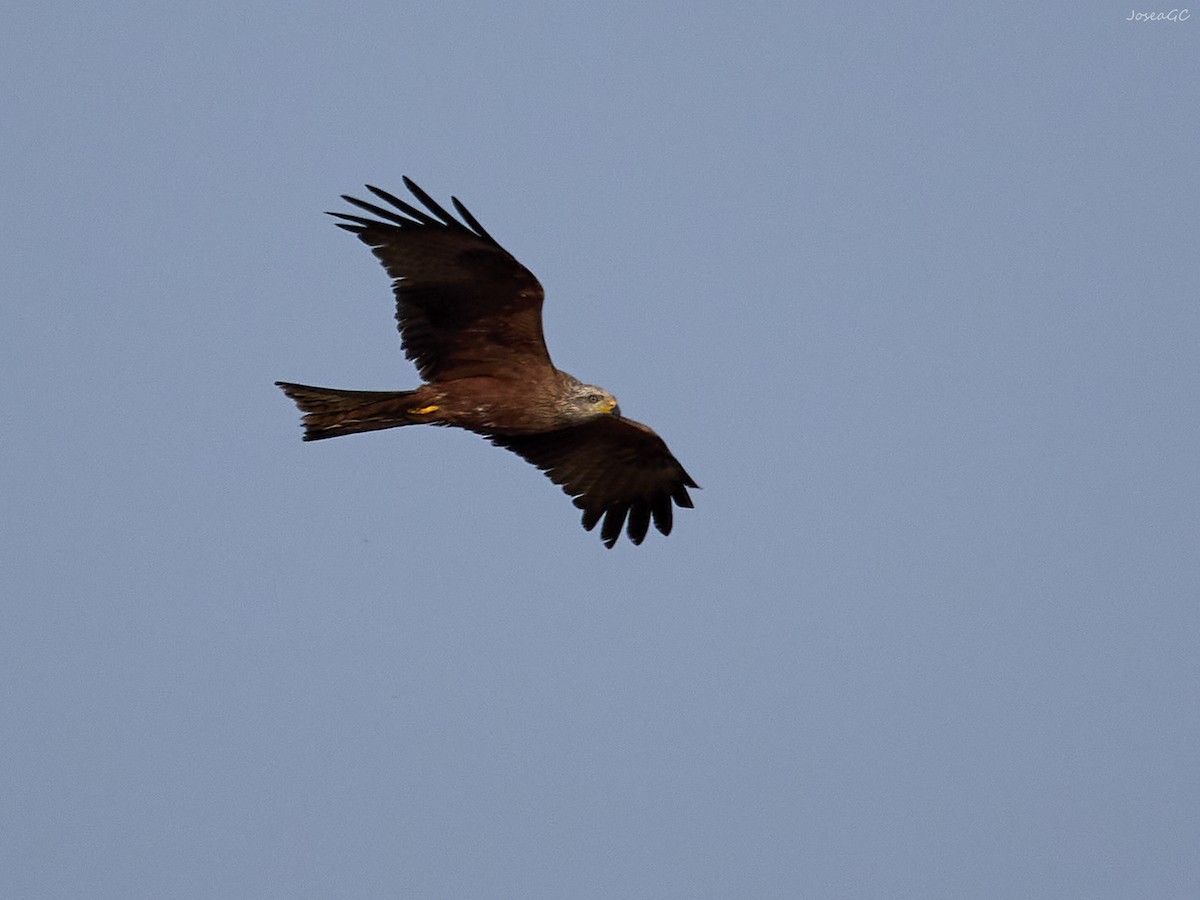 黑鳶 - ML620024205