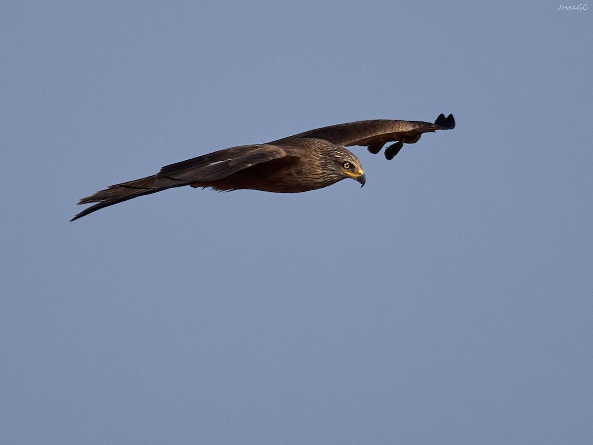 Black Kite - ML620024207