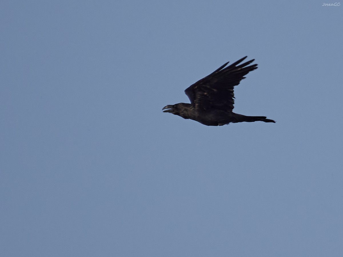 Common Raven - ML620024210