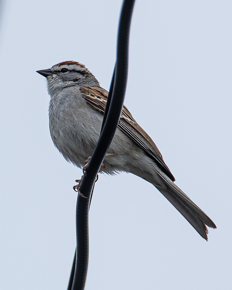 Chipping Sparrow - ML620024218