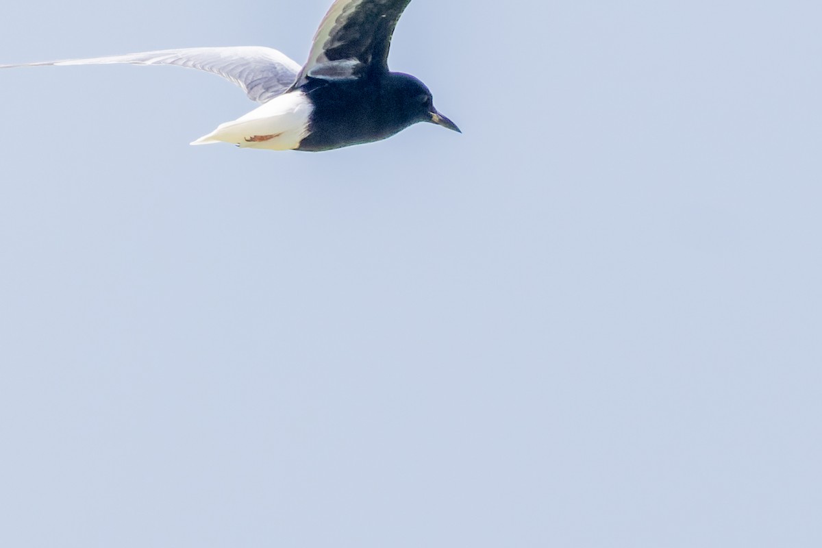白翅黑燕鷗 - ML620024223