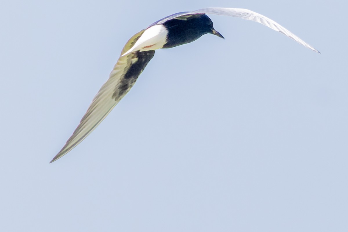 White-winged Tern - ML620024224