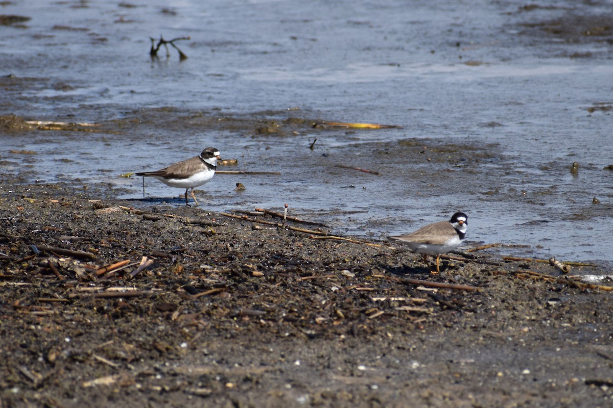 Semipalmated Plover - ML620024241