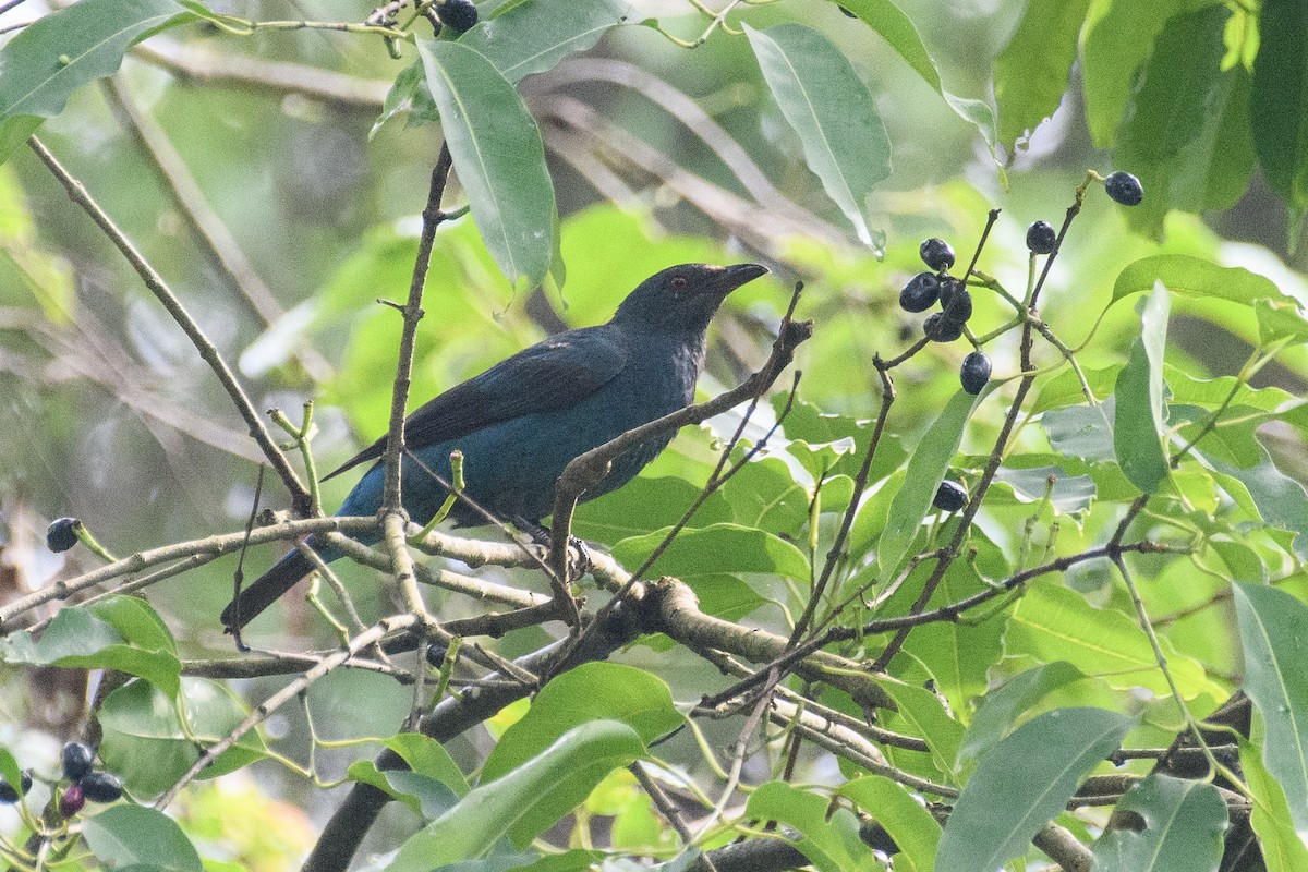 Asian Fairy-bluebird - Suvadip Kundu