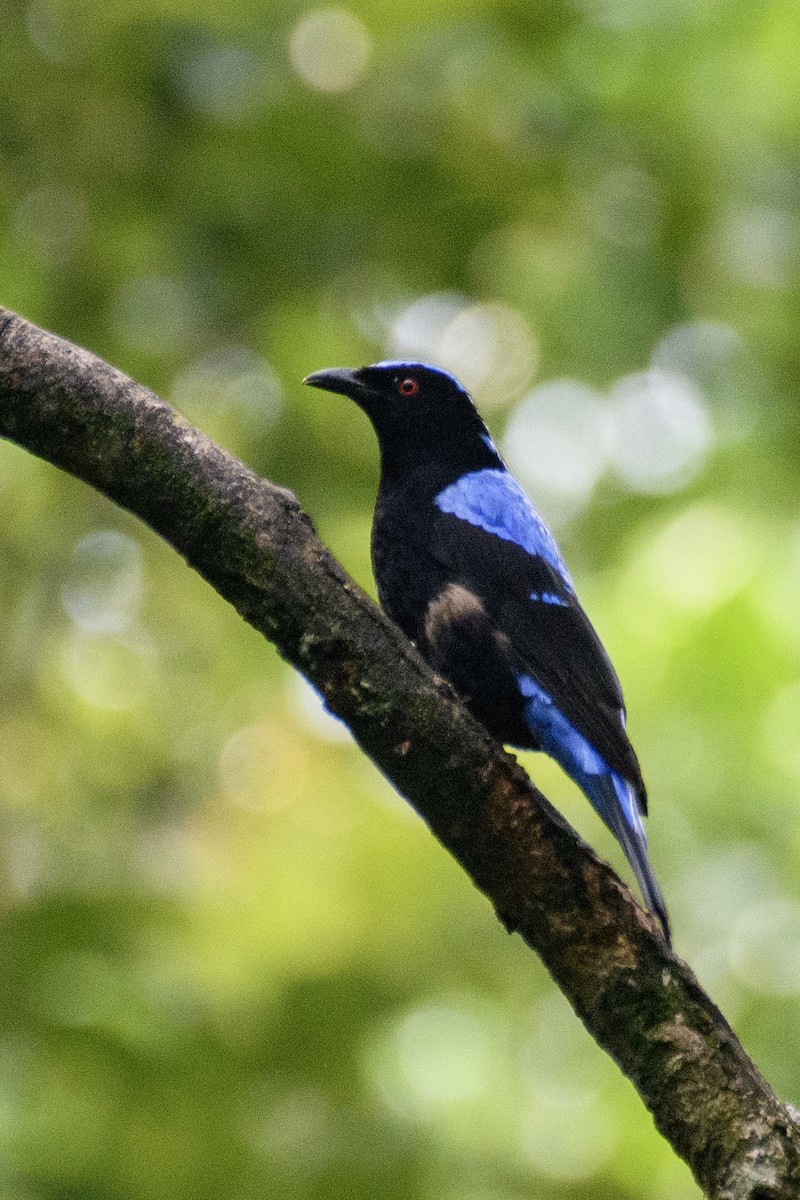 Asian Fairy-bluebird - ML620024253