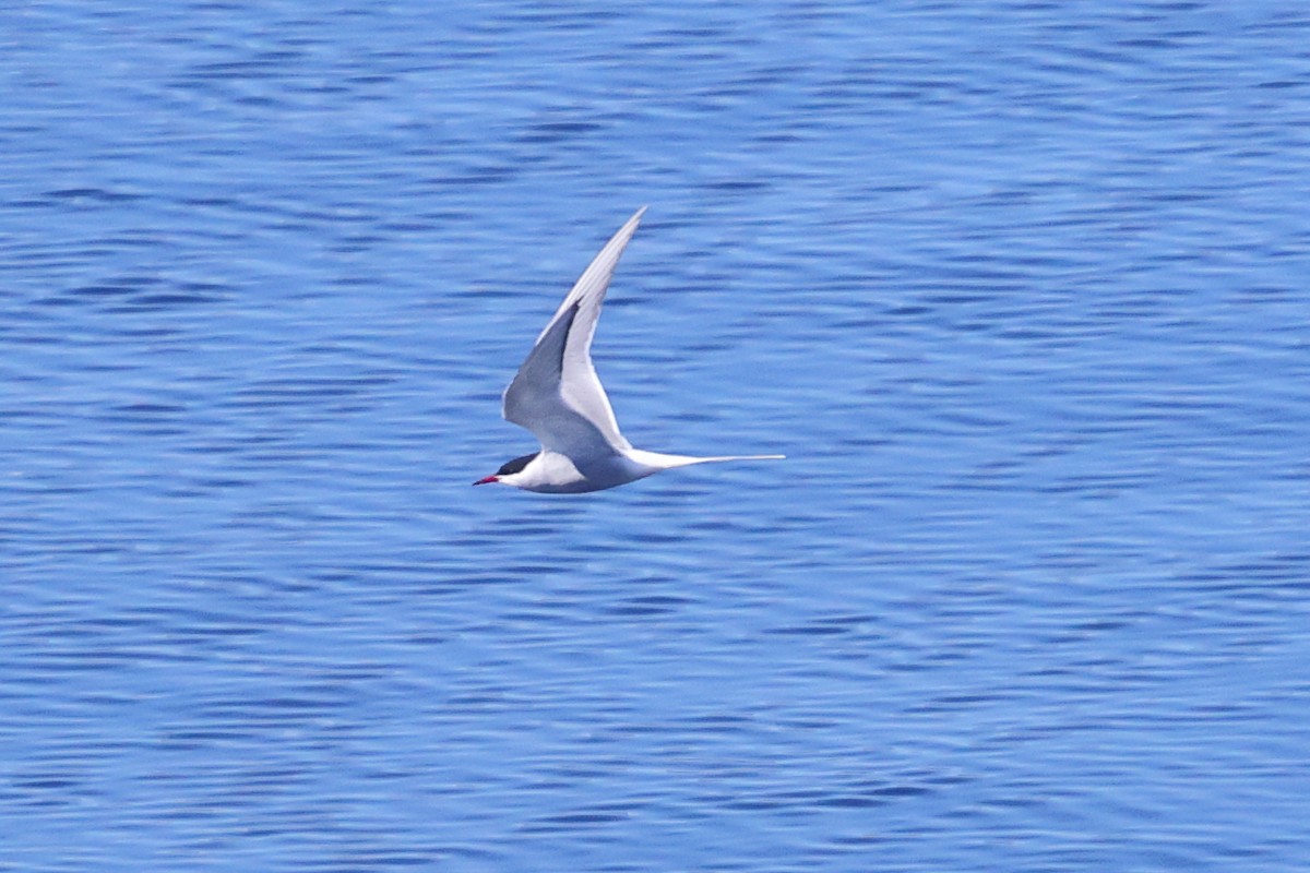 Arctic Tern - ML620024278