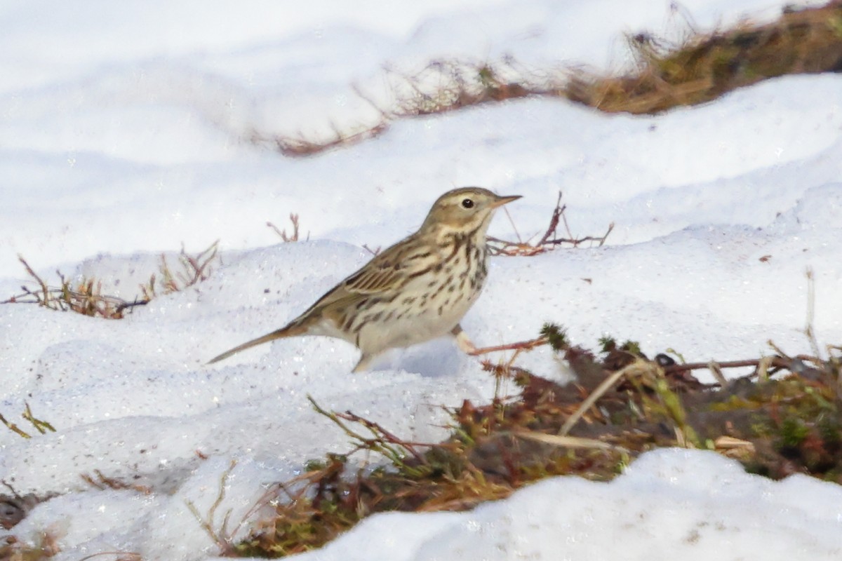Meadow Pipit - ML620024280