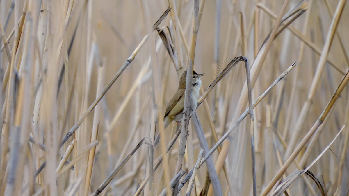 Paddyfield Warbler - ML620024281