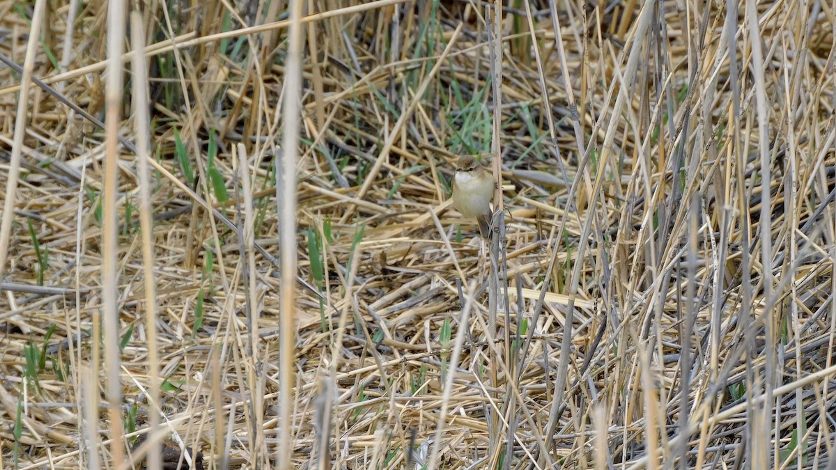 Paddyfield Warbler - ML620024282