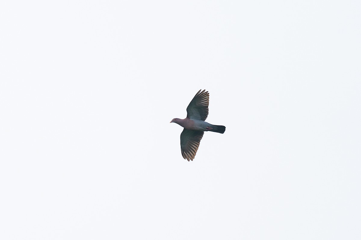 Желтоклювый голубь - ML620024286