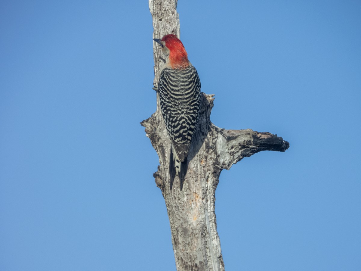 Red-bellied Woodpecker - ML620024290