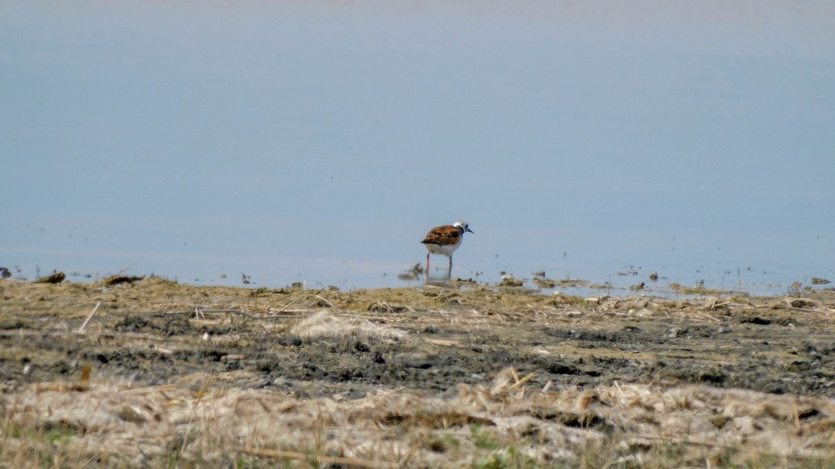 Ruddy Turnstone - ML620024293