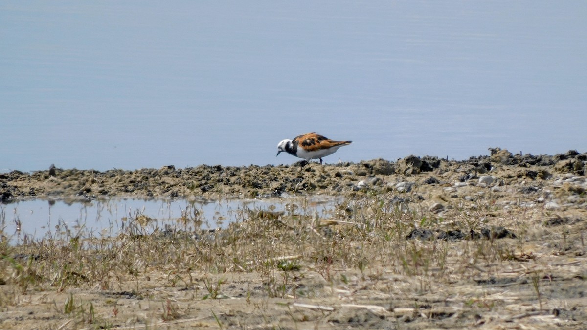 Ruddy Turnstone - ML620024295