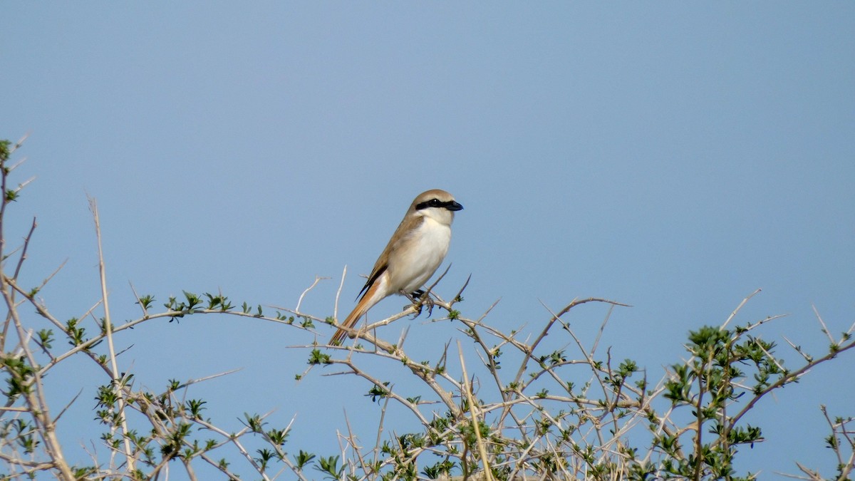 Red-tailed Shrike - ML620024300