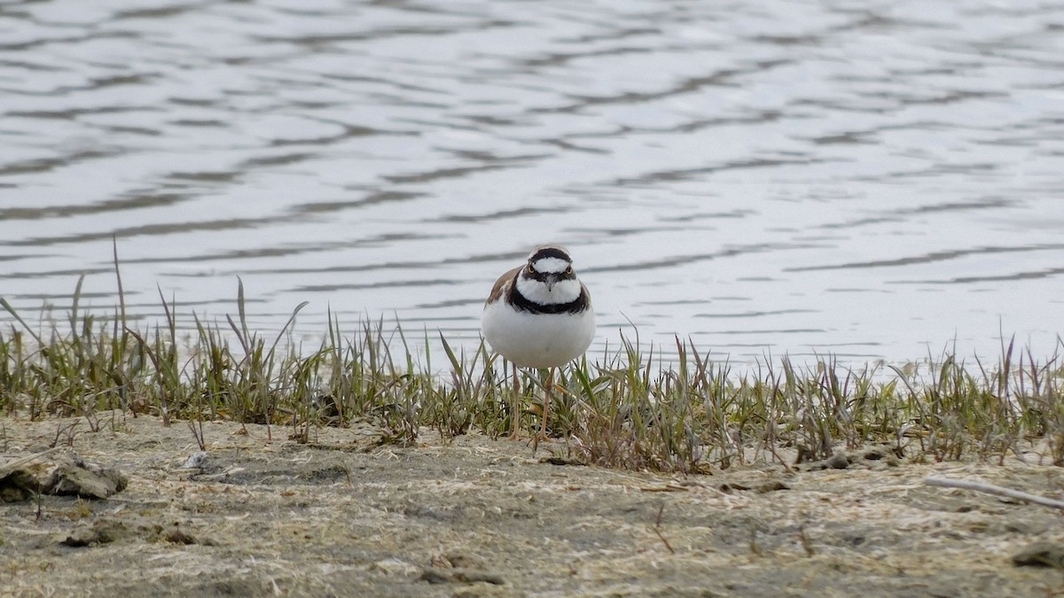 Little Ringed Plover - Jeremie Berlioux