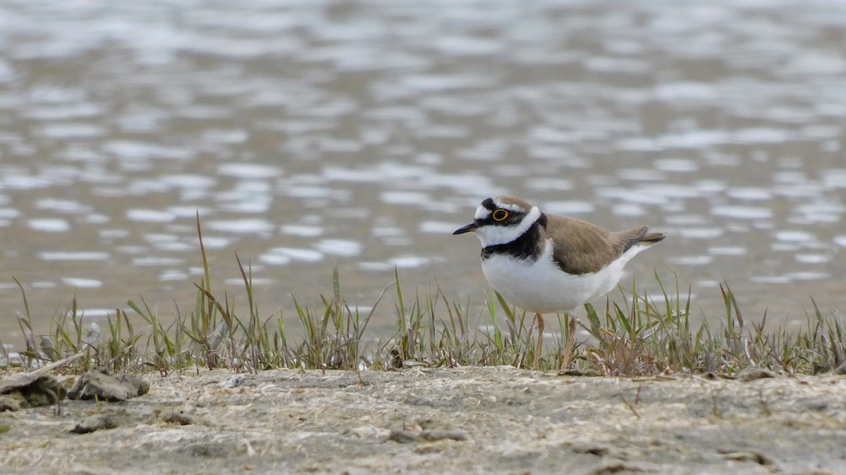 Little Ringed Plover - ML620024303