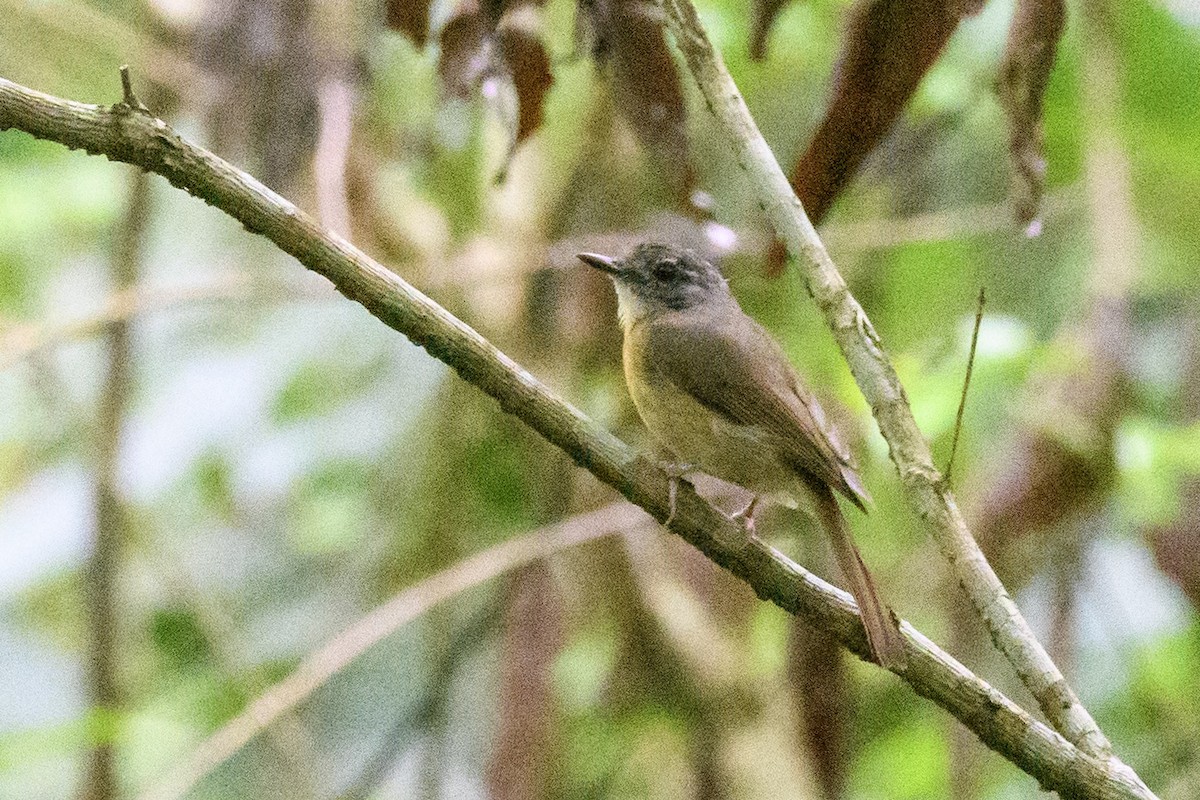 Pale-chinned Flycatcher - ML620024325