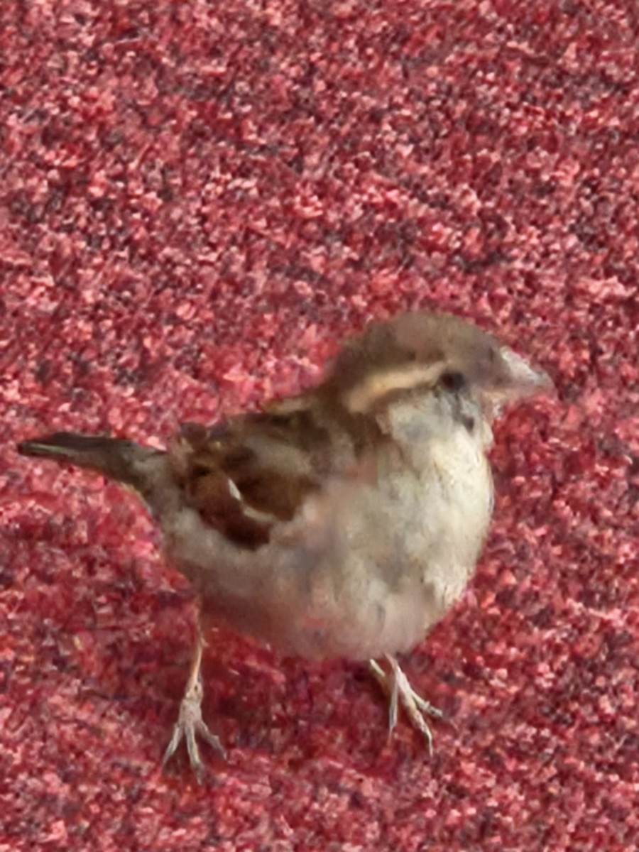 House Sparrow - ML620024326