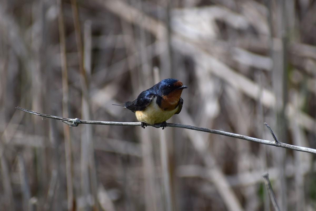 Barn Swallow - ML620024350