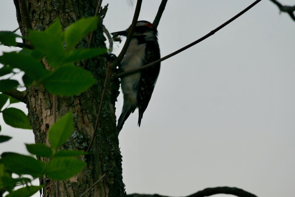 Downy Woodpecker - ML620024358