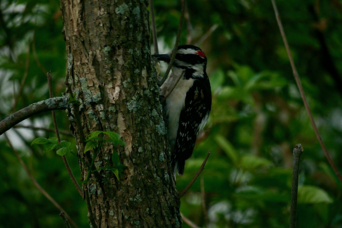 Downy Woodpecker - ML620024359