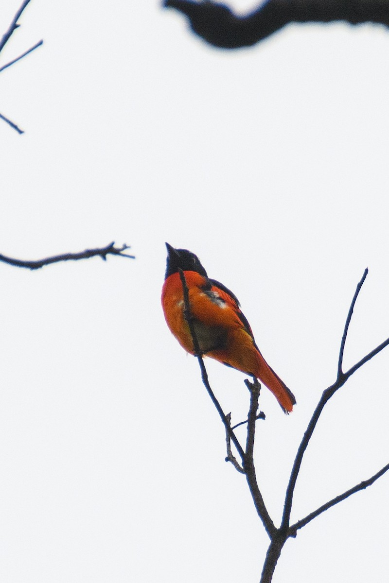 赤紅山椒鳥 - ML620024381