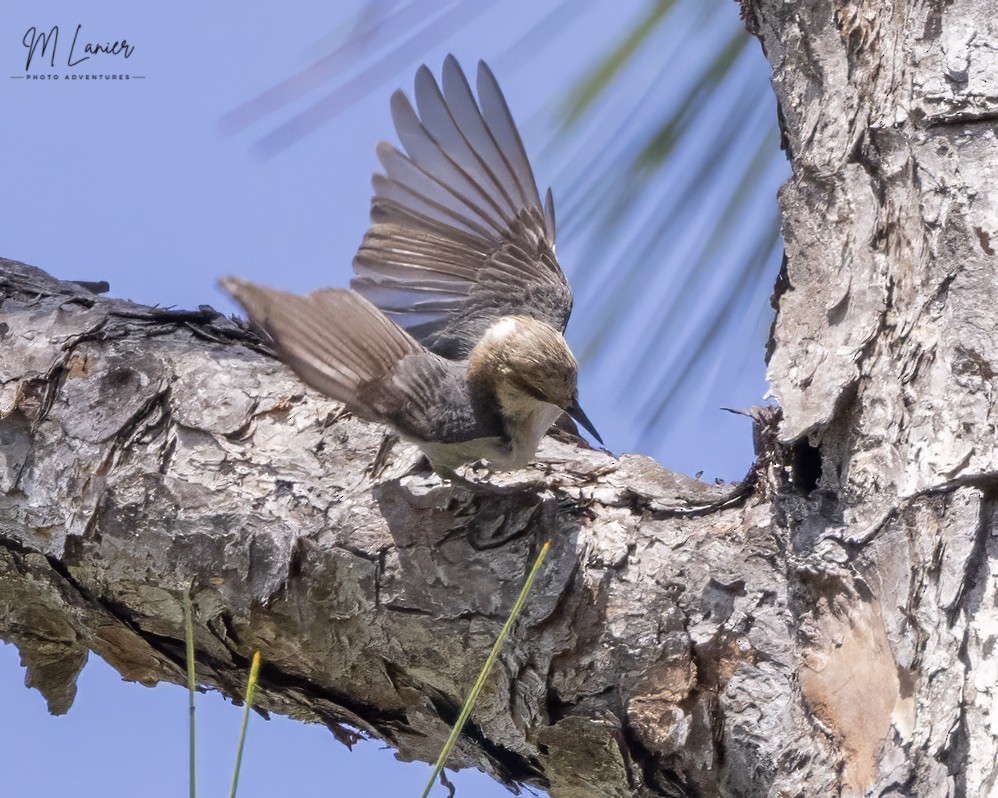 Brown-headed Nuthatch - ML620024390