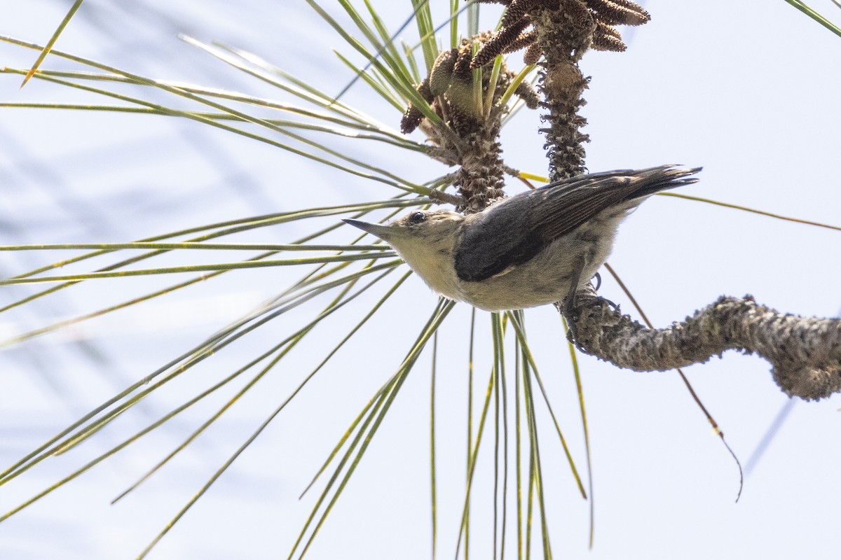 Brown-headed Nuthatch - ML620024393