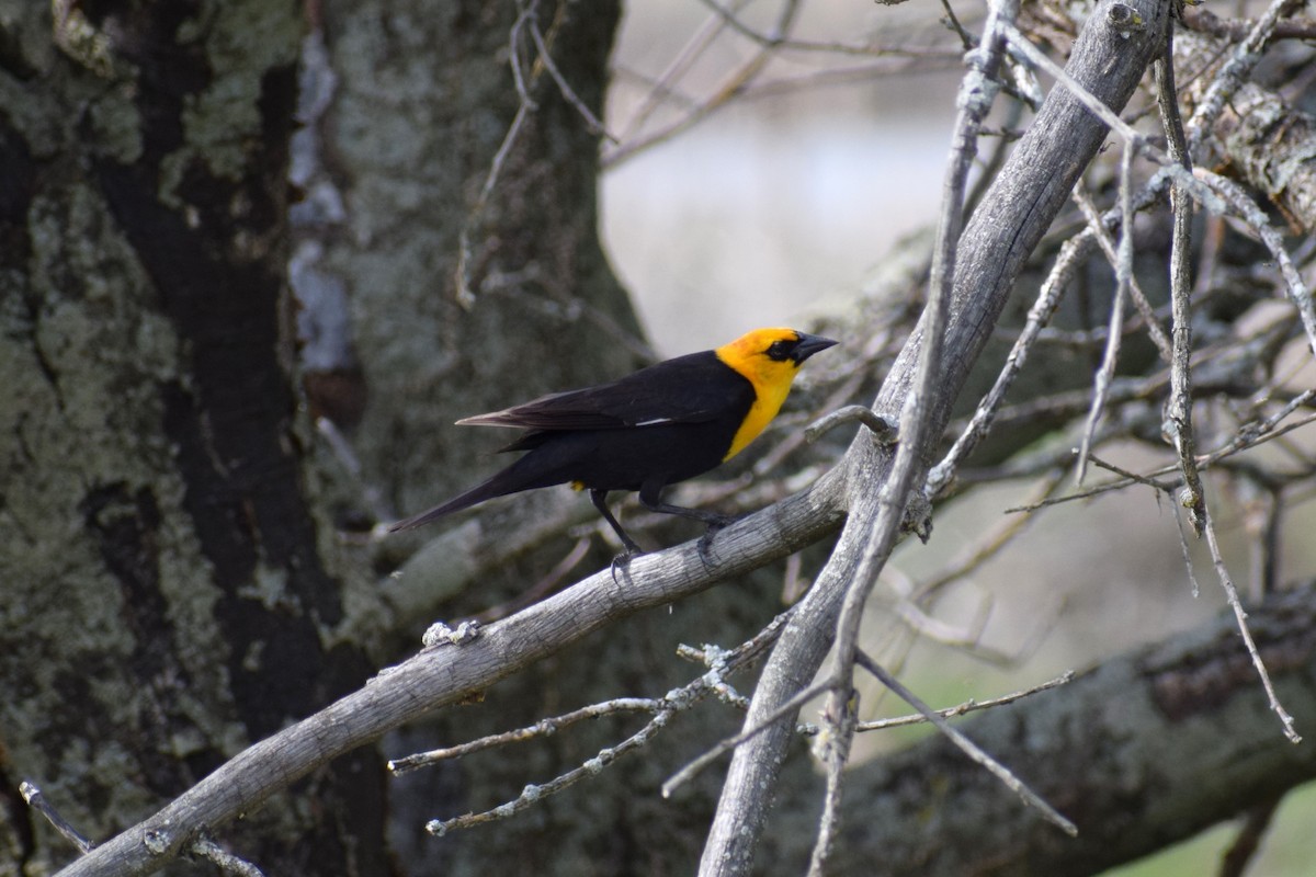Yellow-headed Blackbird - ML620024406