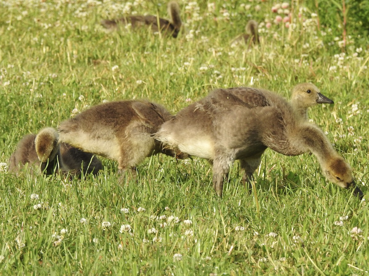 Canada Goose - ML620024415