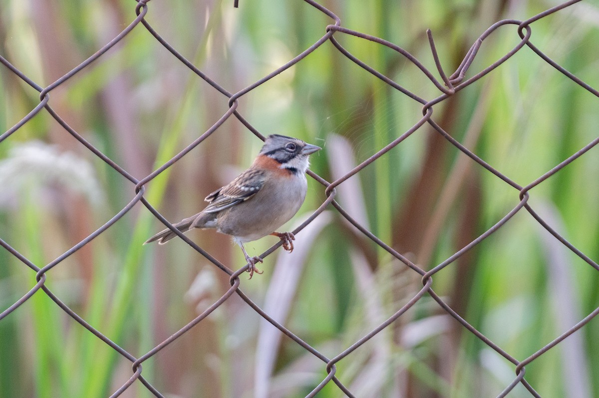 Rufous-collared Sparrow - ML620024424