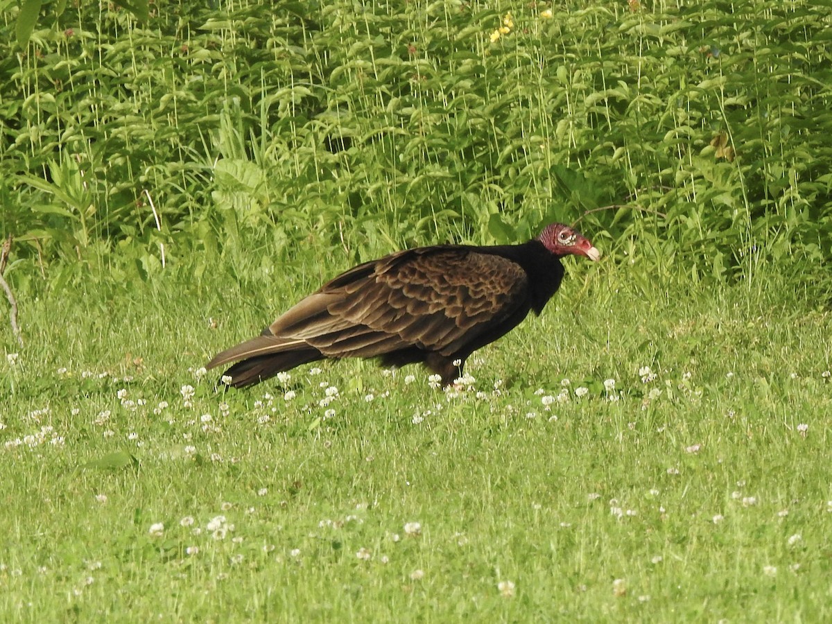 Urubu à tête rouge - ML620024425