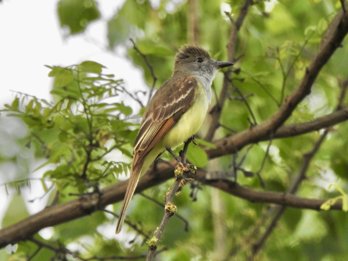 Great Crested Flycatcher - ML620024429