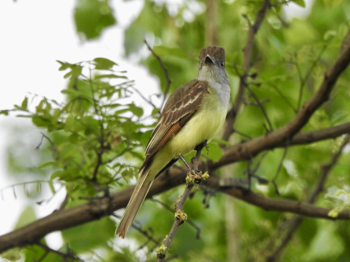 Great Crested Flycatcher - ML620024430