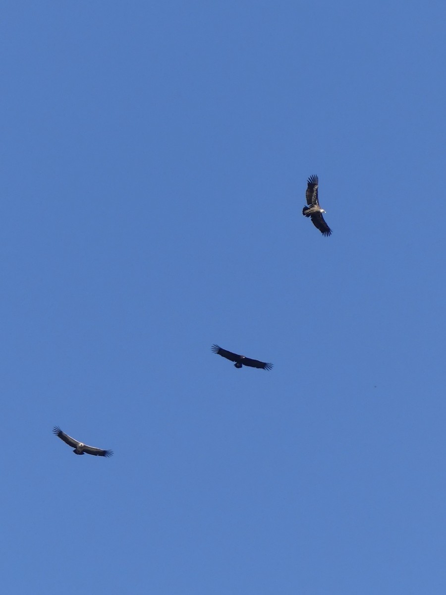 Cinereous Vulture - ML620024434
