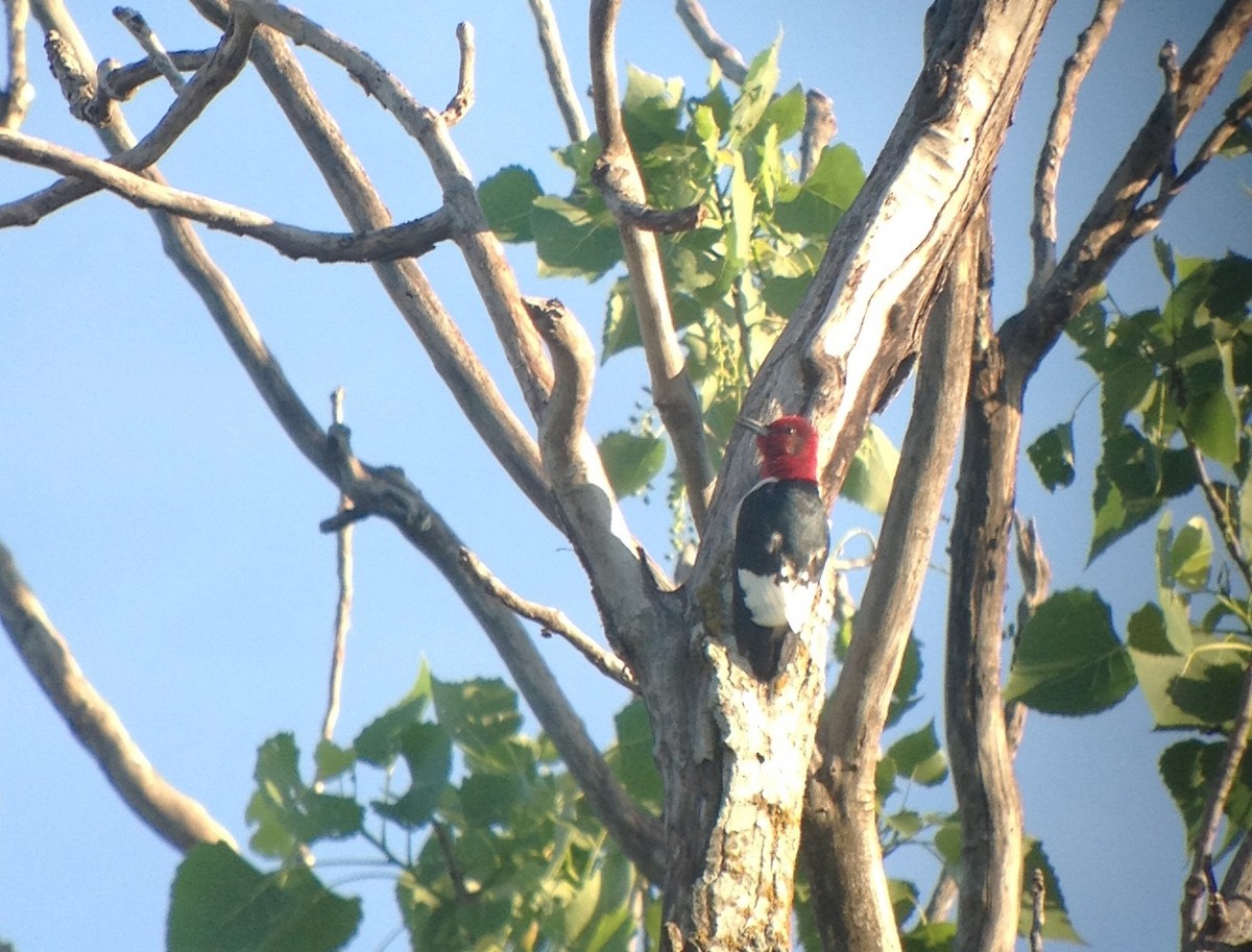 Red-headed Woodpecker - ML620024450