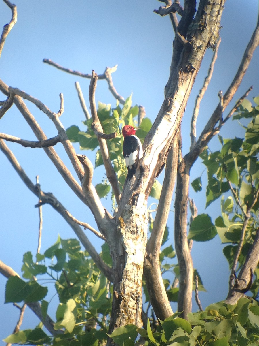 Red-headed Woodpecker - ML620024451