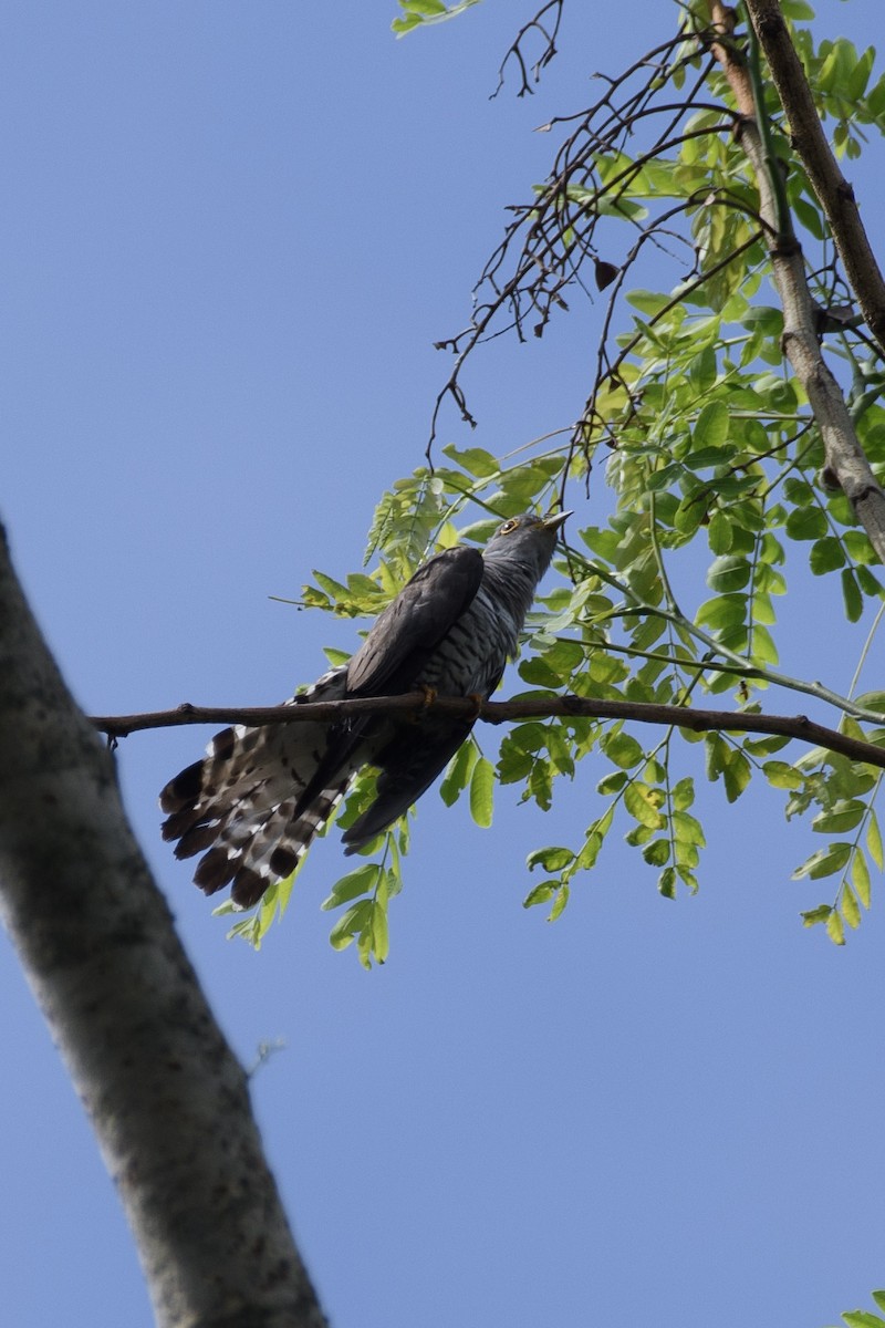 Indian Cuckoo - ML620024506