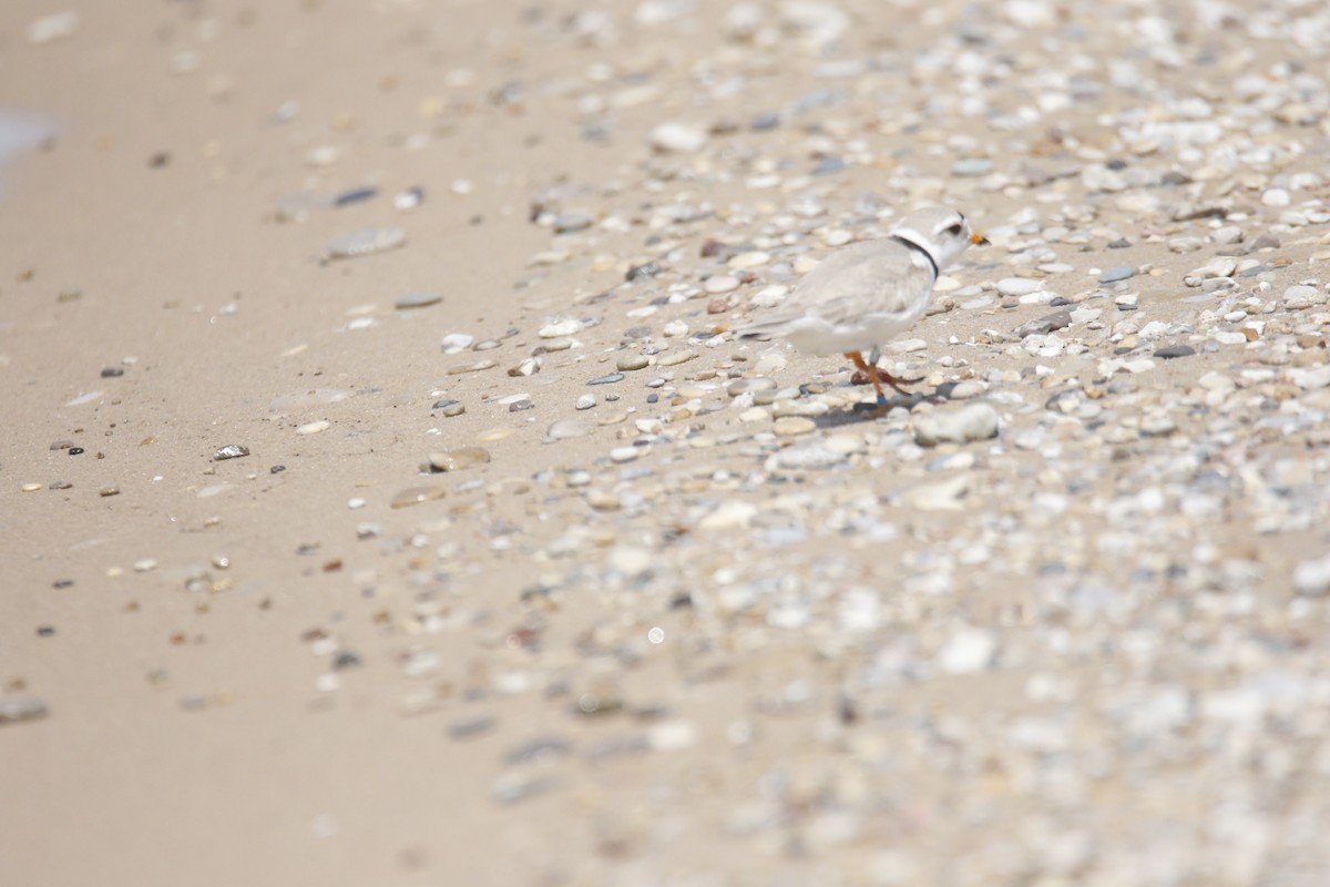 Piping Plover - ML620024521