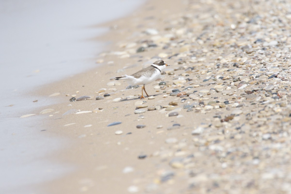 Semipalmated Plover - ML620024527