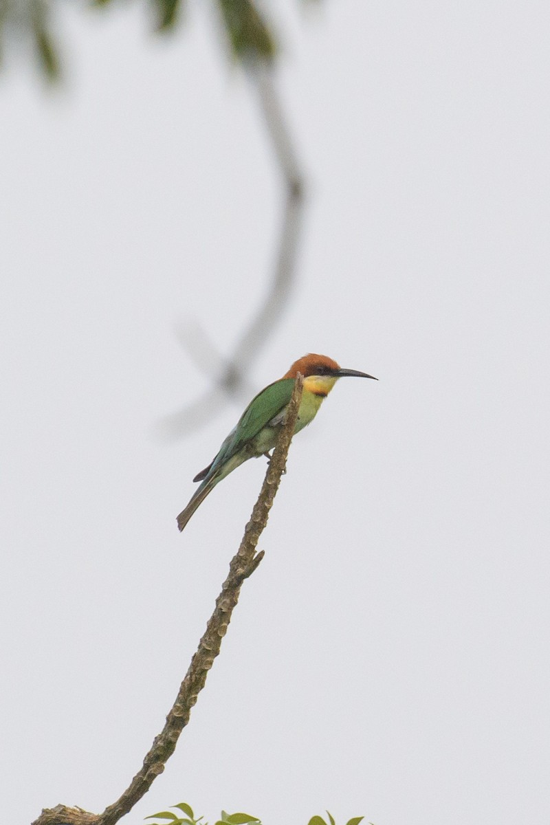Chestnut-headed Bee-eater - ML620024530