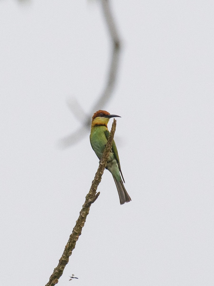 Chestnut-headed Bee-eater - ML620024531