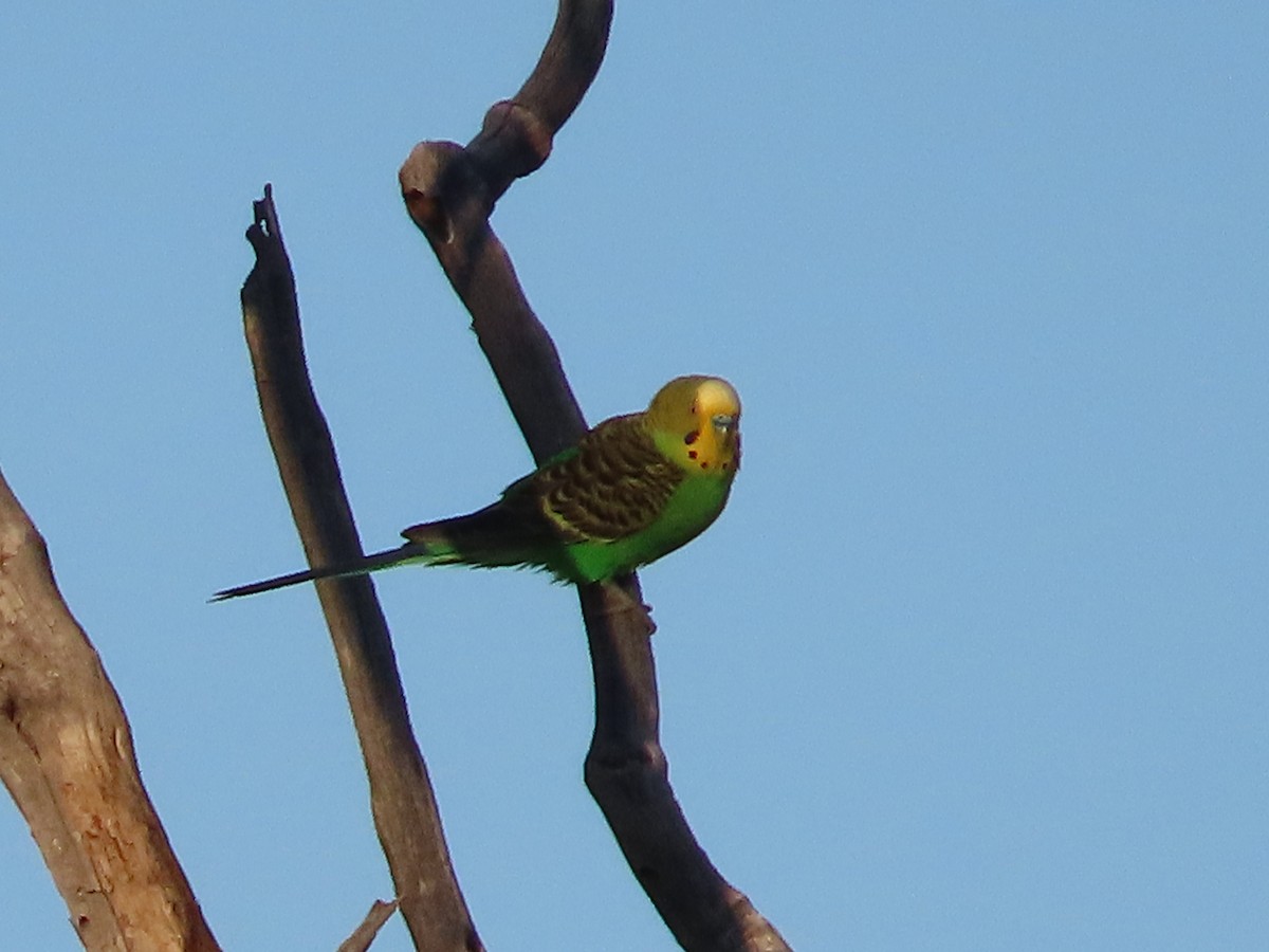 Budgerigar - ML620024545