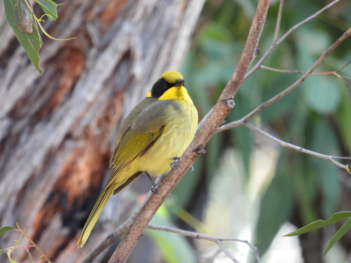 Yellow-tufted Honeyeater - ML620024548