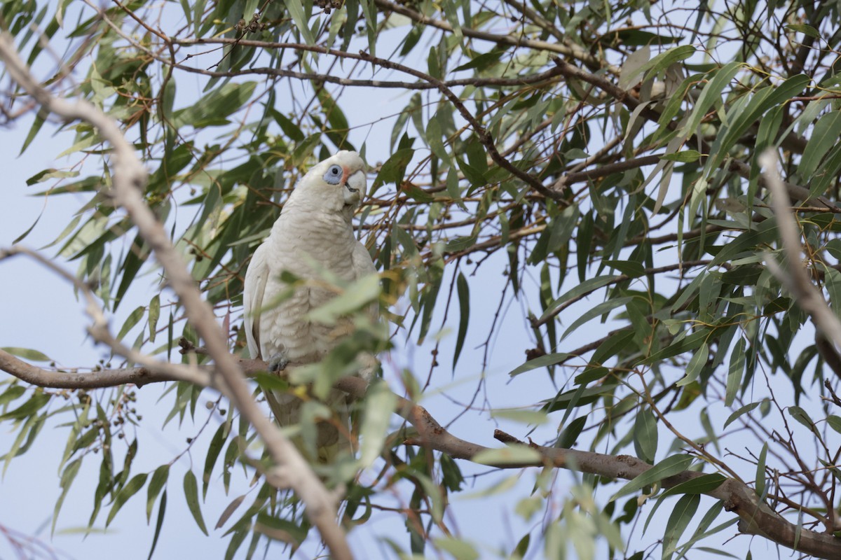 Cacatúa Cavadora - ML620024570